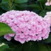 Love Hydrangea Shrub -Deals Blossom Vines Store Love Hydrangea BB 600x600 072271bb 019d 416a a0b0 2272ac777269