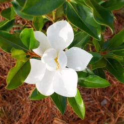 Little Gem Magnolia Tree -Deals Blossom Vines Store Lttle Gem Magnolia 3 BB