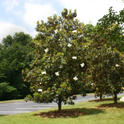 Little Gem Magnolia Tree -Deals Blossom Vines Store Lttle Gem Magnolia 4