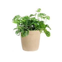 Monstera Adansonii Plant -Deals Blossom Vines Store MON ADA3 delilah beige