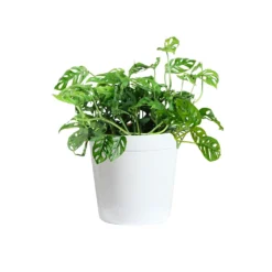 Monstera Adansonii Plant -Deals Blossom Vines Store MON ADA3 delilah white