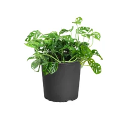 Monstera Adansonii Plant -Deals Blossom Vines Store MON ADA3 standard pot f33ecb25 c3cb 4d77 8f7a 58b3b5e1099a