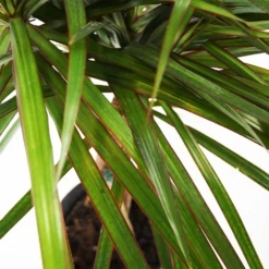 Braided Madagascar Dragon Tree 14 Braided Madagascar Dragon Tree -Deals Blossom Vines Store Madagascar Dragon Draceana 4