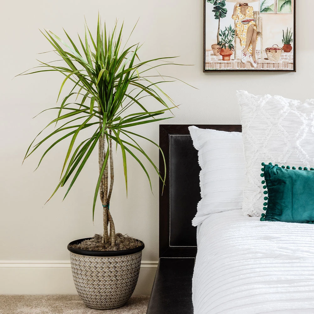 Braided Madagascar Dragon Tree 4 Braided Madagascar Dragon Tree - Image 2