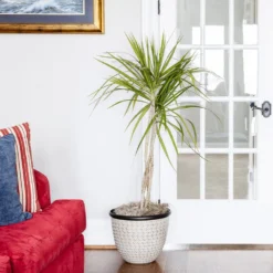 Braided Madagascar Dragon Tree 15 Braided Madagascar Dragon Tree -Deals Blossom Vines Store Madagascar Dragon Draceana 6