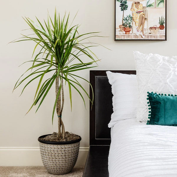 Braided Madagascar Dragon Tree 3 Braided Madagascar Dragon Tree