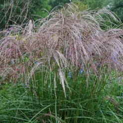 Morning Light Miscanthus 9 Morning Light Miscanthus -Deals Blossom Vines Store Maiden Grass Morning light 4 BB