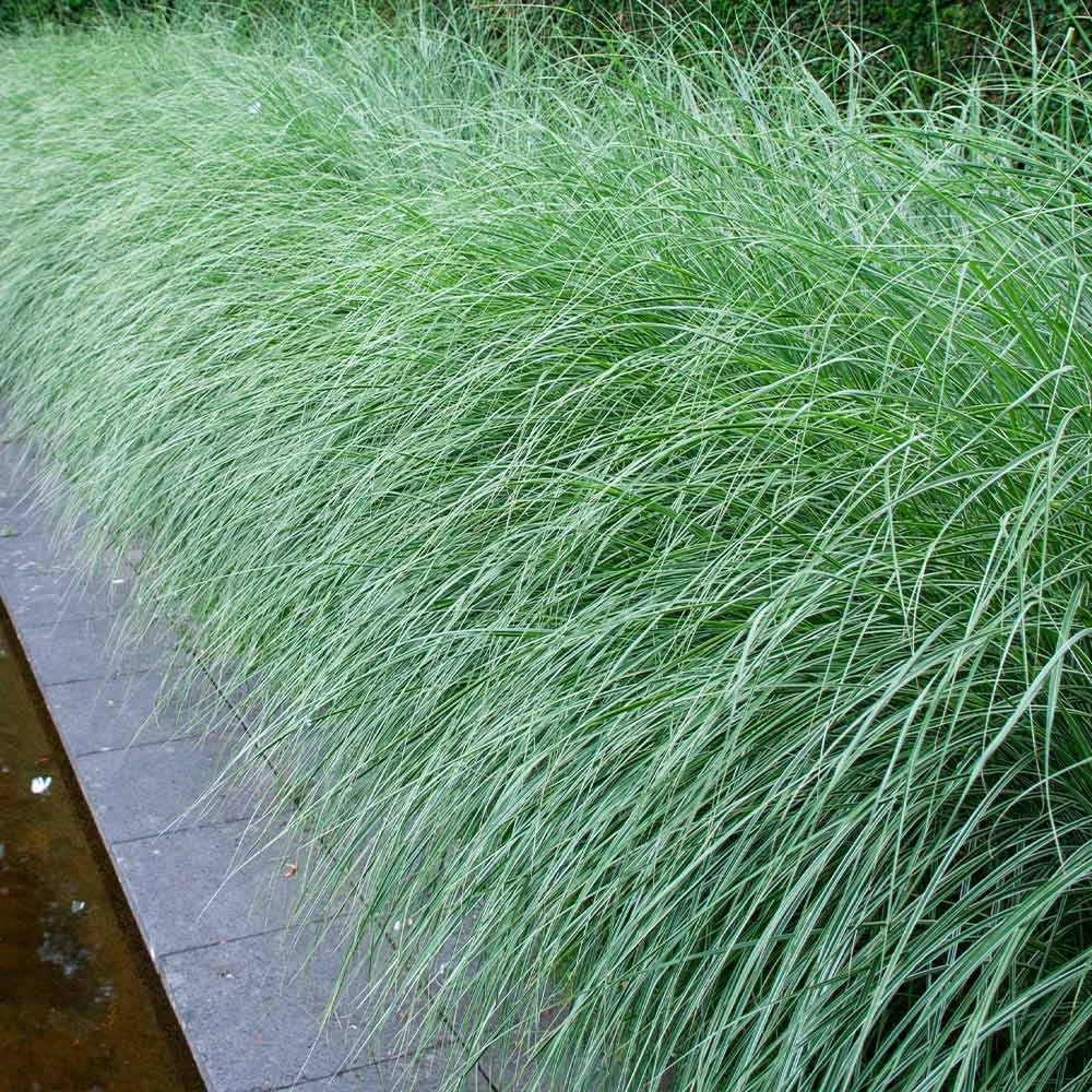 Morning Light Miscanthus 4 Morning Light Miscanthus - Image 2