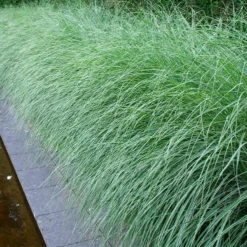 Morning Light Miscanthus