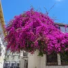 Majestic Purple Bougainvillea -Deals Blossom Vines Store Majestic Purple Bougainvillea BB 600x600 1