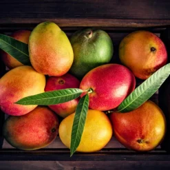 Mango Kit -Deals Blossom Vines Store Mango Kit 2 BB