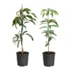 Mango Kit 1 Mango Kit -Deals Blossom Vines Store Mango Kit 600x600 f86a9d98 f67d 4ed4 a121 e0764a5d219e