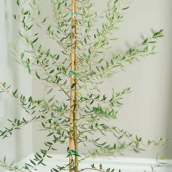 Manzanillo Olive Tree -Deals Blossom Vines Store Manzanilla Olive Tree 2