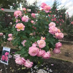 Marc Chagall™ Rose -Deals Blossom Vines Store Marc Chagall