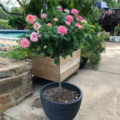 Marc Chagall™ Rose Tree -Deals Blossom Vines Store Marc Chagall Standard 1 BB