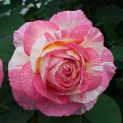 Marc Chagall™ Rose Tree -Deals Blossom Vines Store Marc Chagall Standard 4 BB