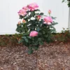 Marc Chagall™ Rose Tree -Deals Blossom Vines Store Marc Chagall Standard BB 600x600 ec96a9ff 78ed 4693 b95d f3856361b6f7