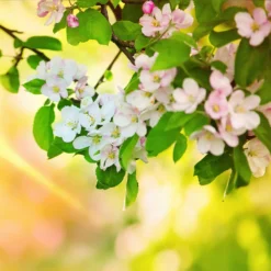 Mutsu Apple Tree -Deals Blossom Vines Store Matsu Crispin Apple 5