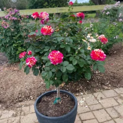 Maurice Utrillo™ Rose Tree -Deals Blossom Vines Store Maurice Utrilo Rose Tree 1