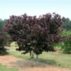 Merlot Redbud Tree -Deals Blossom Vines Store Merlot Redbud BB 600x600 01a8fb79 c09d 4004 83cd 773afad2a701