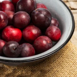 Methley Plum Tree -Deals Blossom Vines Store Methley Plum 2 BB