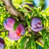 Methley Plum Tree -Deals Blossom Vines Store Methley Plum BB 600x600 255ecd5e f2a9 4287 b82e 6fa15972f261