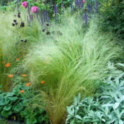 Mexican Feather Grass -Deals Blossom Vines Store Mexican Feather Grass 4 BB