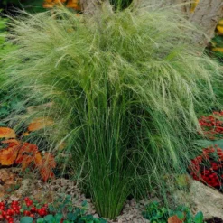 Mexican Feather Grass -Deals Blossom Vines Store Mexican Feather Grass 5