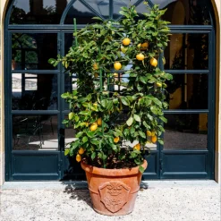 Meyer Lemon Bush -Deals Blossom Vines Store Meyer Lemon Bush 3 BB