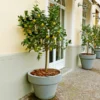 Meyer Lemon Tree -Deals Blossom Vines Store Meyer Lemon Tree BB 600x600 21f9dba2 49af 4289 ba5f 7a5e035aee55