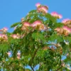 Mimosa Silk Tree 2 Mimosa Silk Tree -Deals Blossom Vines Store Mimosa BB 600x600 8f463f0c dcba 43b9 9f0b 754a6b45cbc2