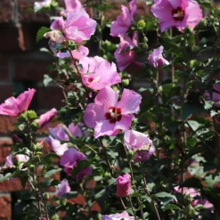 Minerva Rose Of Sharon Althea Shrub 8 Minerva Rose Of Sharon Althea Shrub -Deals Blossom Vines Store Minerva Rose of Sharon 4 BB