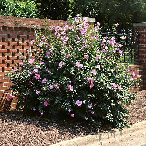 Minerva Rose Of Sharon Althea Shrub 3 Minerva Rose Of Sharon Althea Shrub