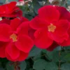 Miracle On The Hudson™ Rose -Deals Blossom Vines Store MiracleontheHudsonBush CertifiedRoses