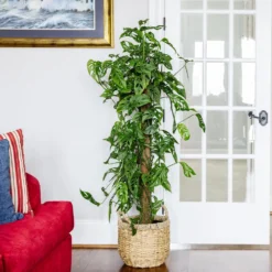 Monstera Adansonii Plant -Deals Blossom Vines Store Monstera Adonsonii Totem 4 05afa7d5 c76e 4bee 9eb3 00cfe7a00547