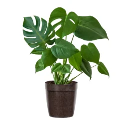 Monstera (Swiss Cheese Plant) -Deals Blossom Vines Store Monstera Iso Delilah Brown