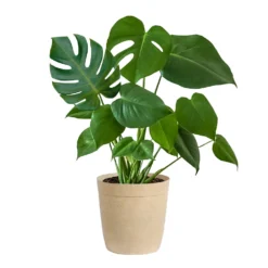 Monstera (Swiss Cheese Plant) -Deals Blossom Vines Store Monstera Iso Delilah Tan