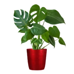 Monstera (Swiss Cheese Plant) -Deals Blossom Vines Store Monstera Iso Delilah red
