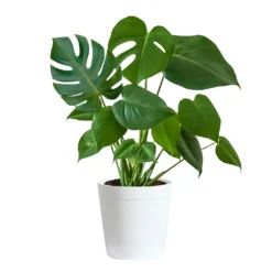 Monstera (Swiss Cheese Plant) -Deals Blossom Vines Store Monstera Iso Delilah white