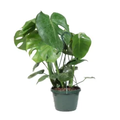 Monstera (Swiss Cheese Plant) -Deals Blossom Vines Store Monstera Iso Standard 2G baskett