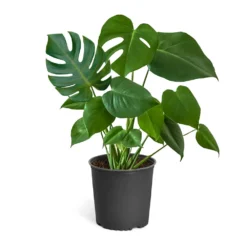 Monstera (Swiss Cheese Plant) -Deals Blossom Vines Store Monstera Iso Standard 3Gpot