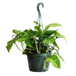 Monstera Adansonii Plant -Deals Blossom Vines Store Monstera adansonii HG 1