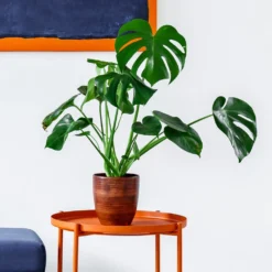 Monstera Deliciosa And Fiddle Leaf Fig Combo 8 Monstera Deliciosa And Fiddle Leaf Fig Combo -Deals Blossom Vines Store Monstera delisiosa 1 BB 1e1c3526 fe20 4928 82b7 1fb3345e48a8