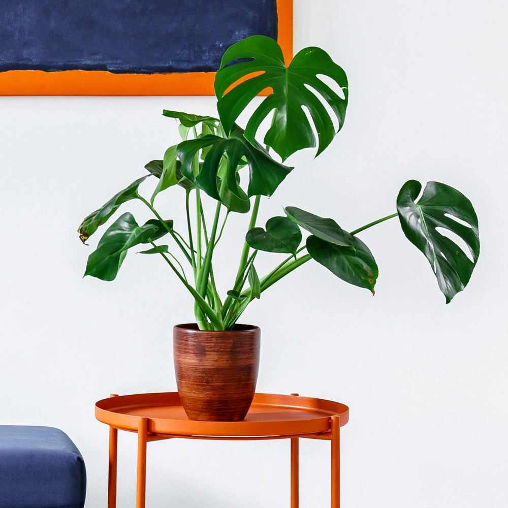 Monstera Deliciosa And Fiddle Leaf Fig Combo 5 Monstera Deliciosa And Fiddle Leaf Fig Combo - Image 4