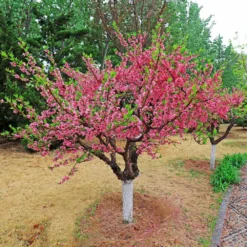 2-in-1 Peach Tree -Deals Blossom Vines Store Multi fruit peach 2