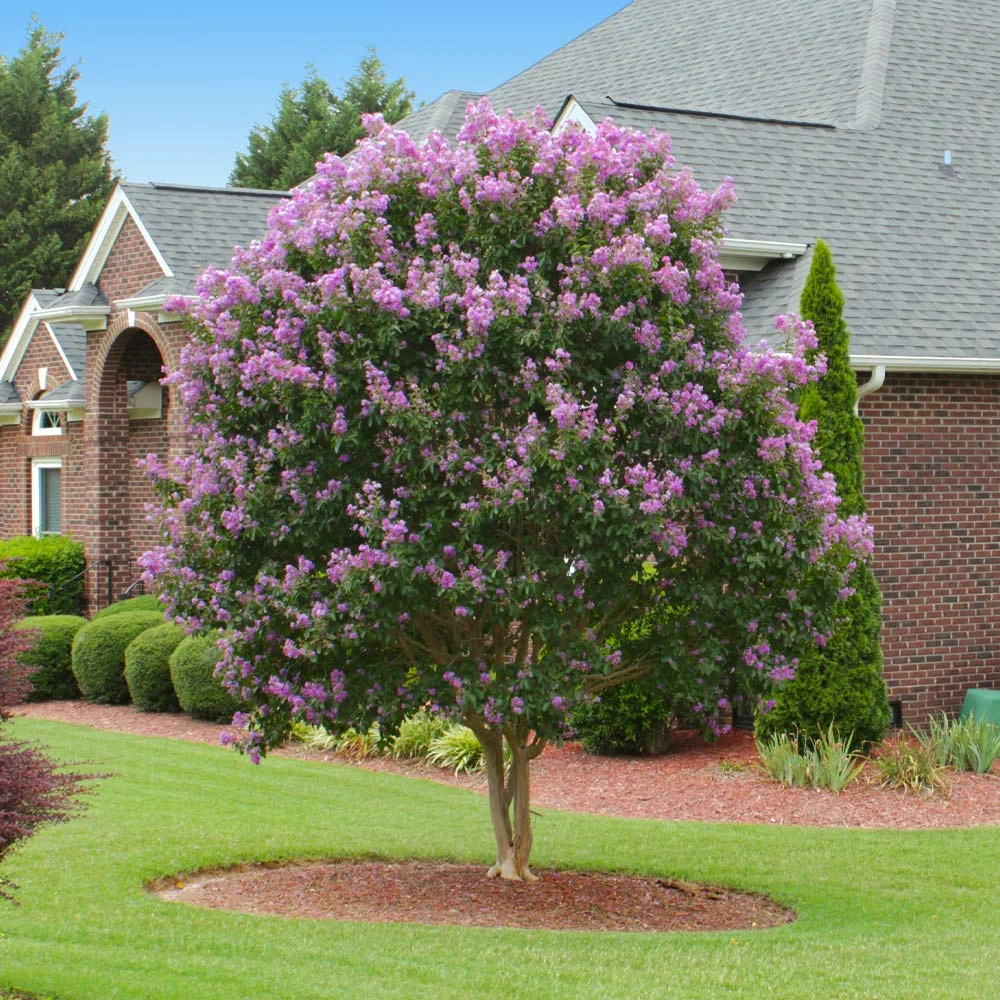 Muskogee Crape Myrtle Tree 4 Muskogee Crape Myrtle Tree - Image 2