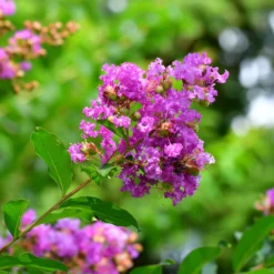 Muskogee Crape Myrtle Tree 11 Muskogee Crape Myrtle Tree -Deals Blossom Vines Store Muskogee Crape Myrtle 5 BB 161c25fc f1ca 4350 9462 eb3c16d5480b
