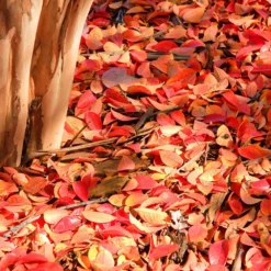 Muskogee Crape Myrtle Tree 15 Muskogee Crape Myrtle Tree -Deals Blossom Vines Store Muskogee Crape Myrtle 6 a3eee72f d098 4554 ae81 0492771a776b