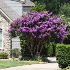 Muskogee Crape Myrtle Tree 12 Muskogee Crape Myrtle Tree -Deals Blossom Vines Store Muskogee Crape Myrtle 8 BB