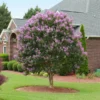 Muskogee Crape Myrtle Tree -Deals Blossom Vines Store Muskogee Crape Myrtle BB 600x600 4749eb2c eed9 47ec 935a 00a8ad5c2fb8